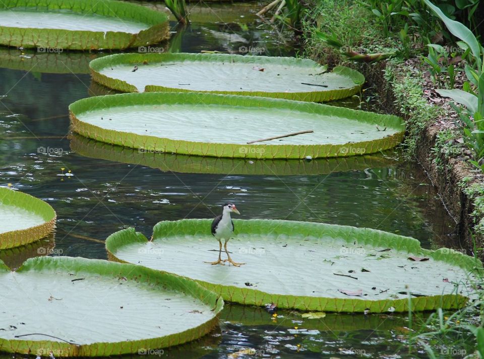 Bird on a lotus leaf