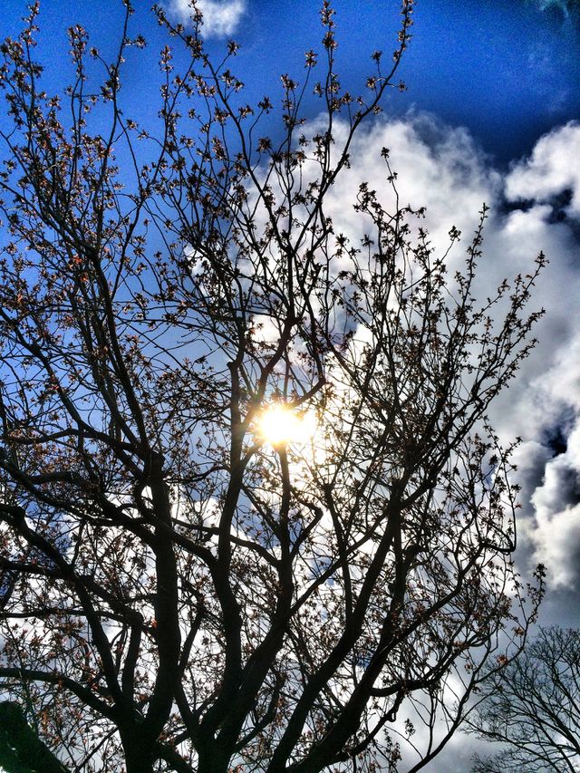 Branch