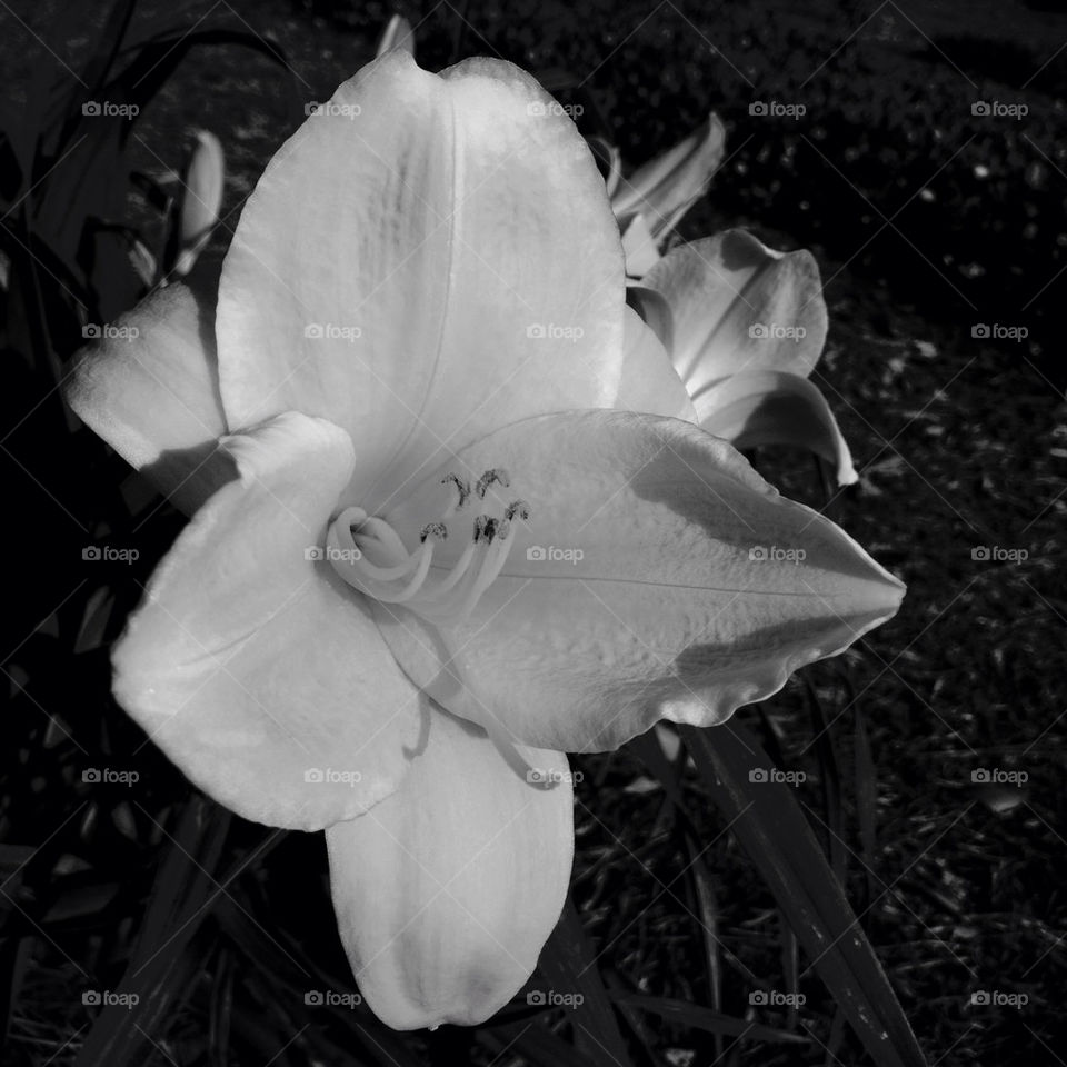 spring flower black and white by dodsongallery