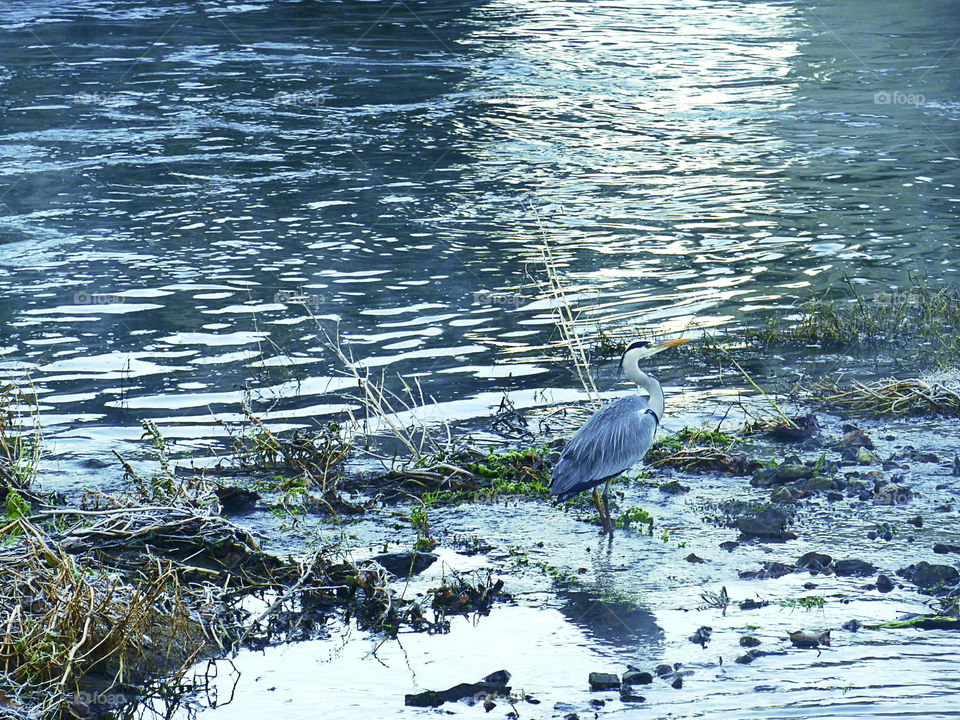 Heron at the river with very low temperature 