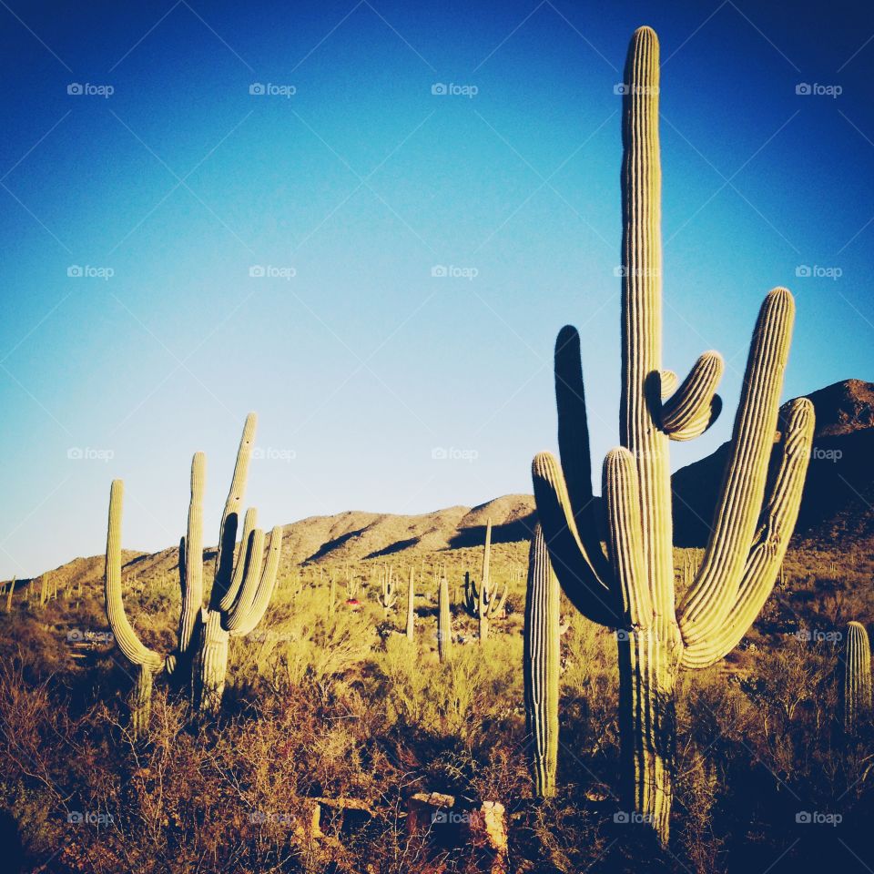 Saguaros