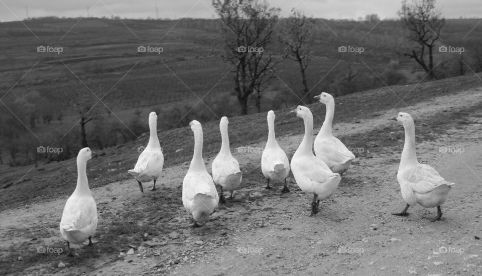 Goose crossing