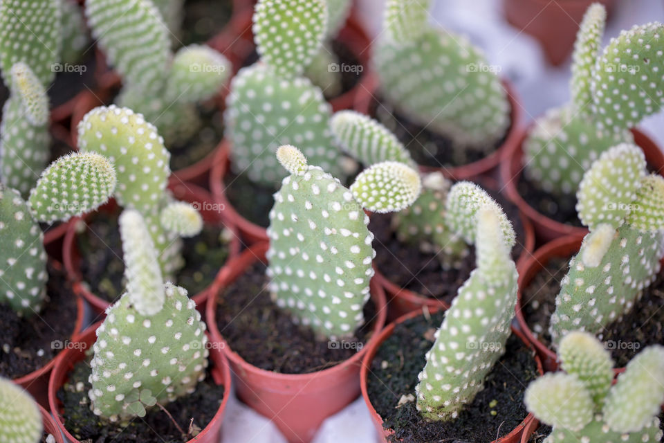 Succulents in the pots