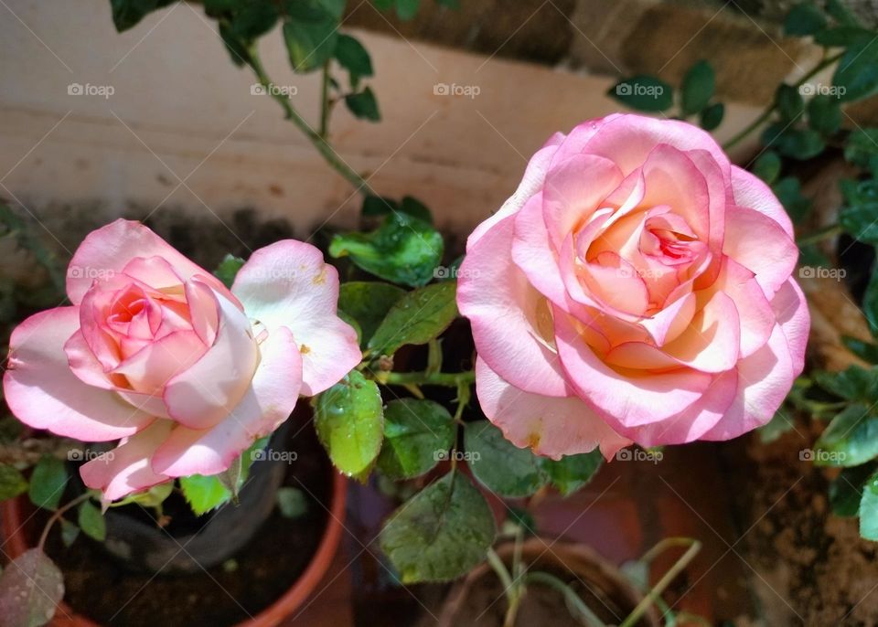 pink roses