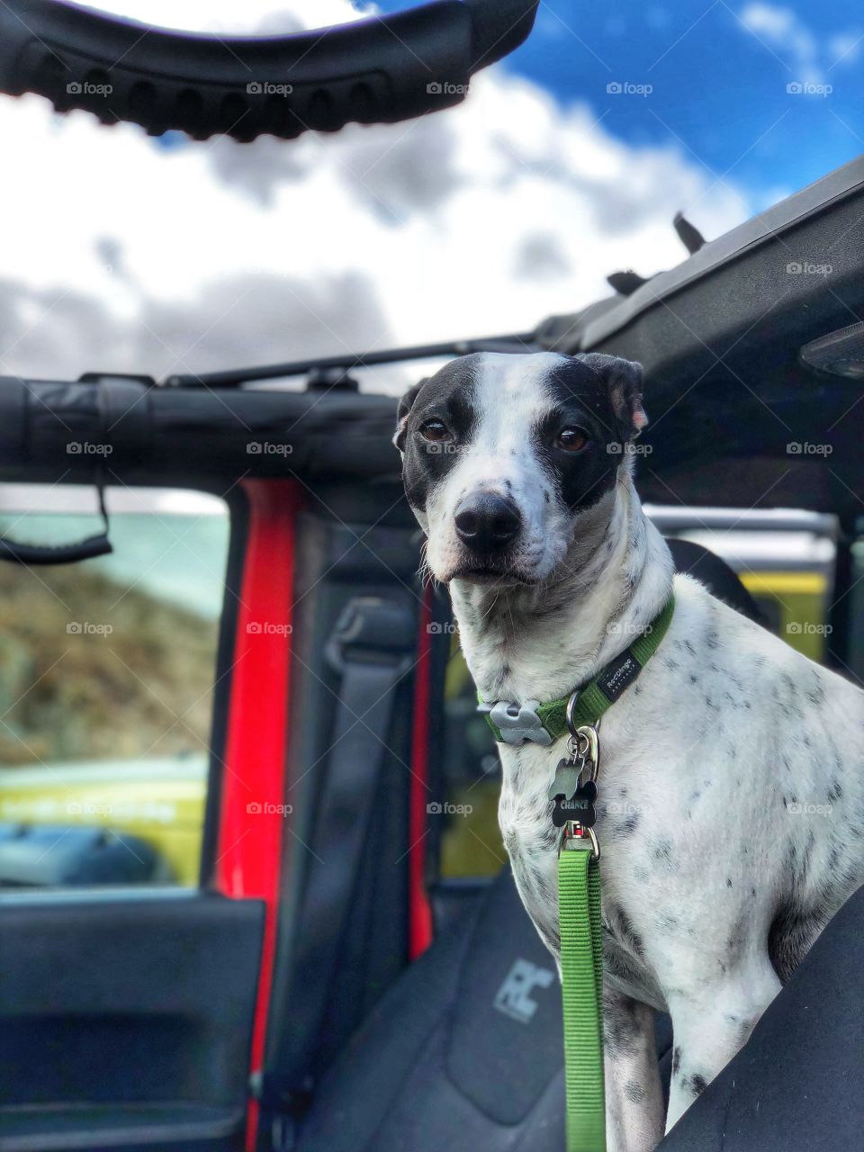 Adorable black and white dog in a Jeep 
