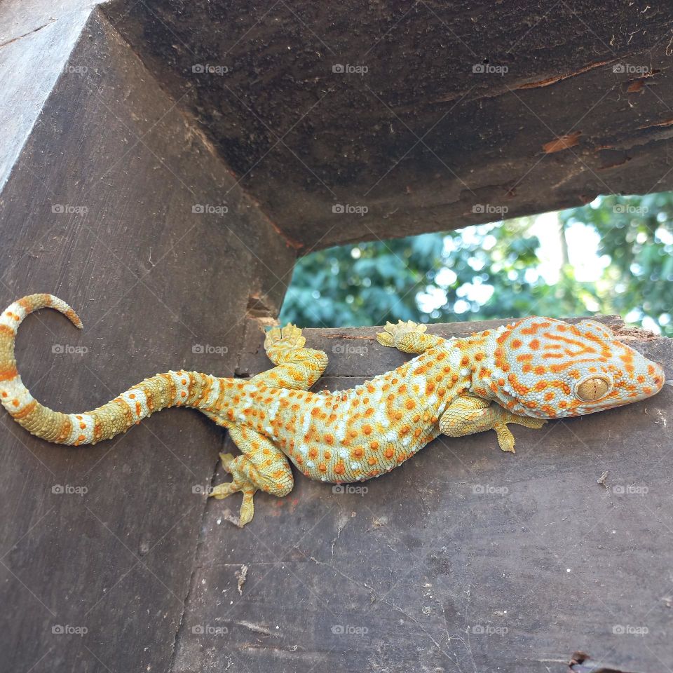 The house gecko or by the layman simply called the gecko is a type of lizard from the genus Gekko, tribe Gekkonidae. It is called the house gecko because this gecko is very often found in the human environment