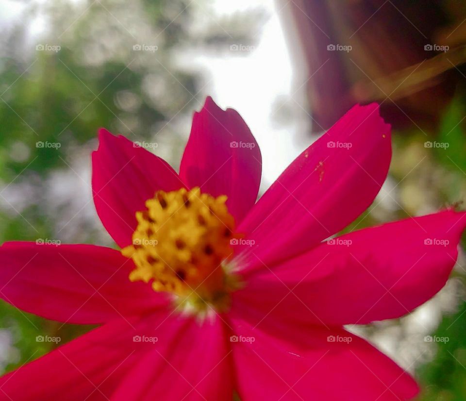 naturelove, pink love, beautiful flowers