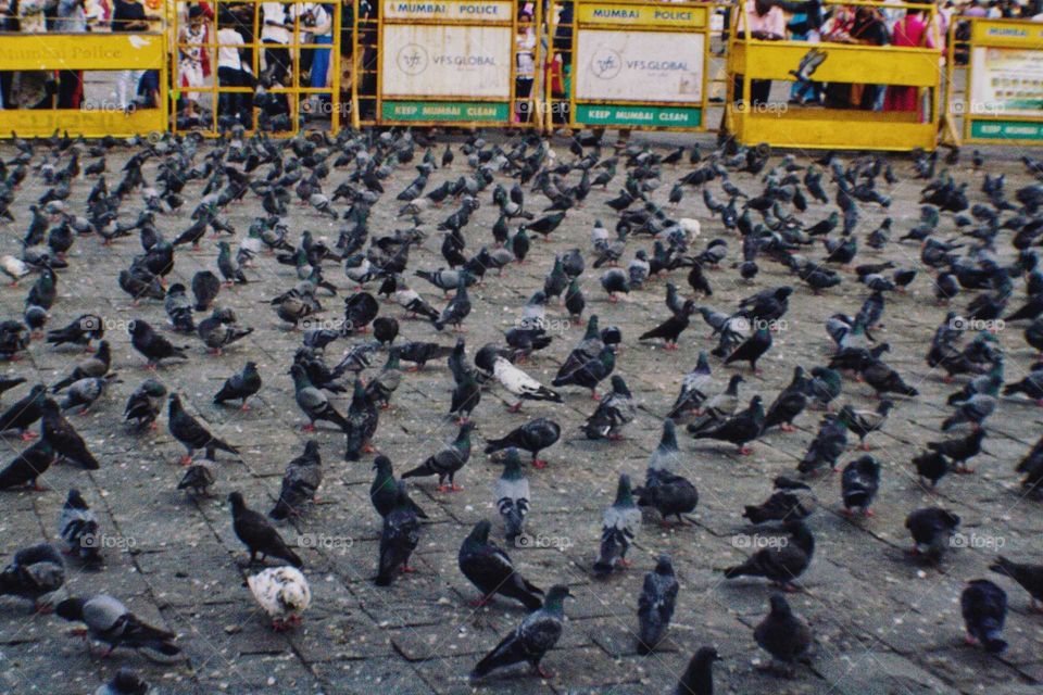 A flock of pigeon at Victoria Terminus in Mumbai India.