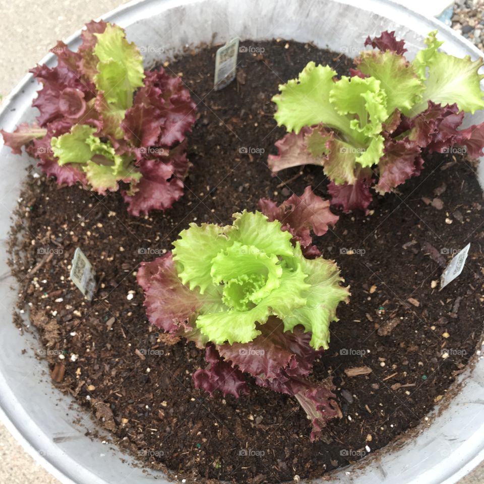 Red sail lettuce