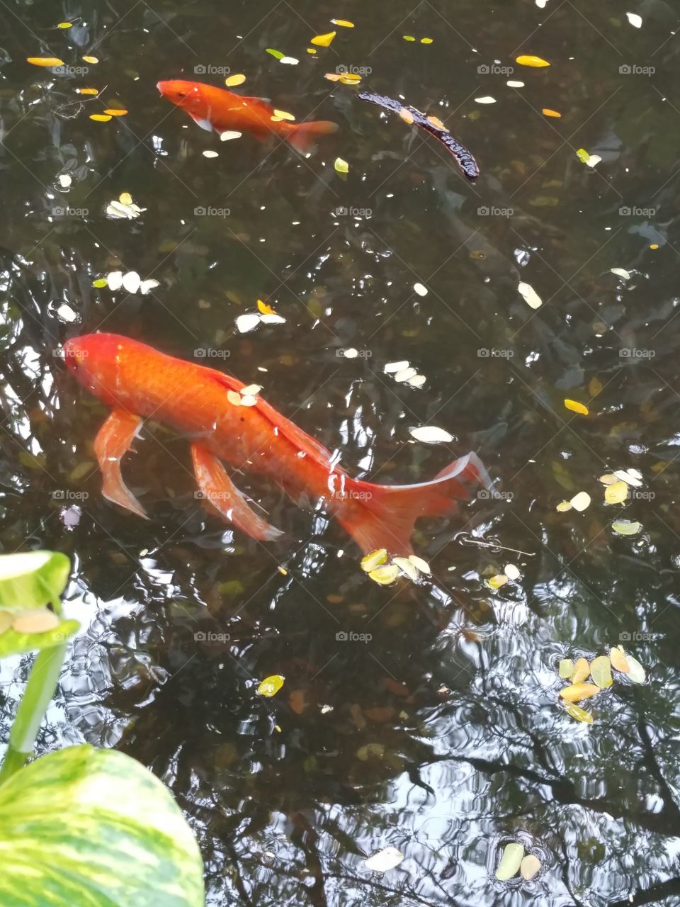 goldfish pool, Maui