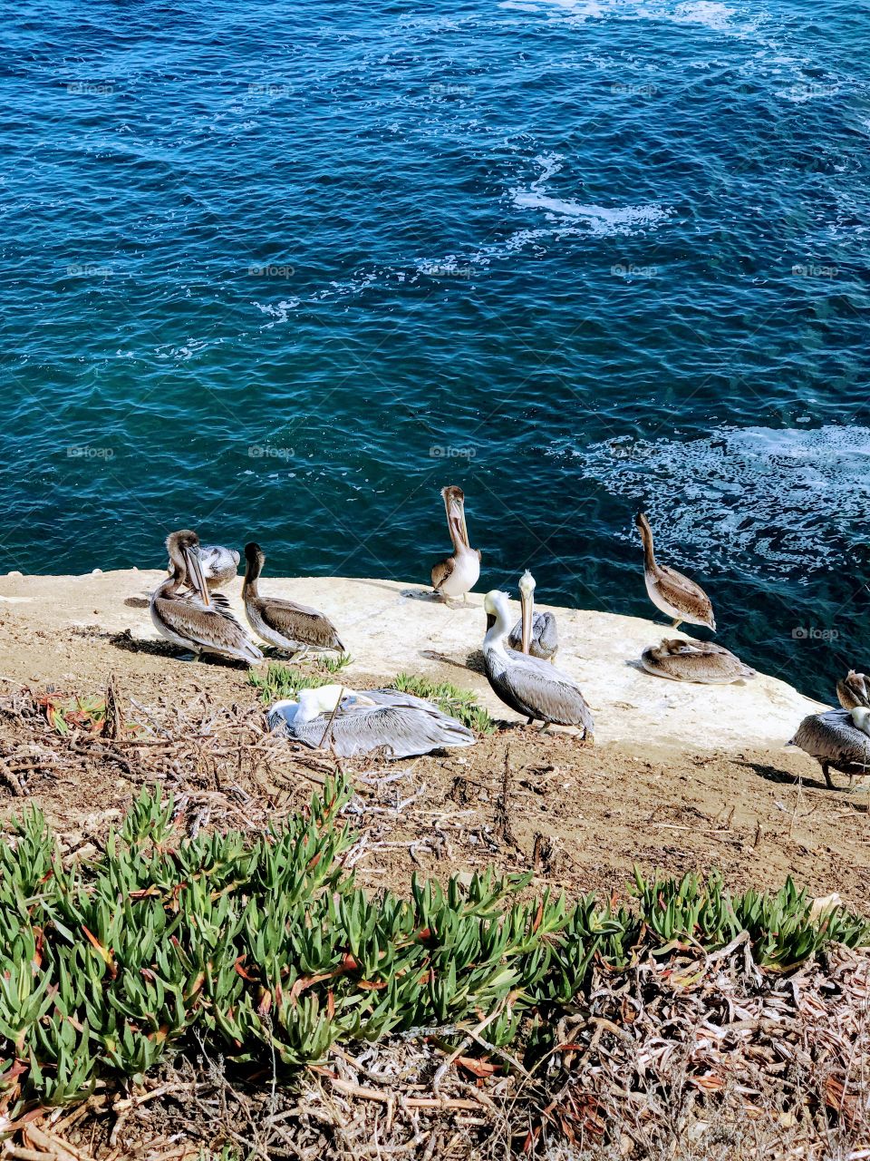 Just relaxing... #pelicans
