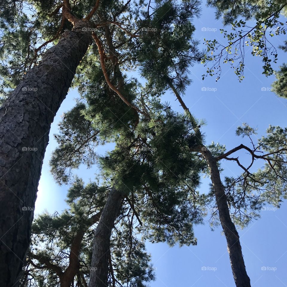 Sun behind pine trees seen from below