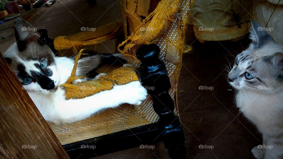 Dois gatos. Um observando o outro.