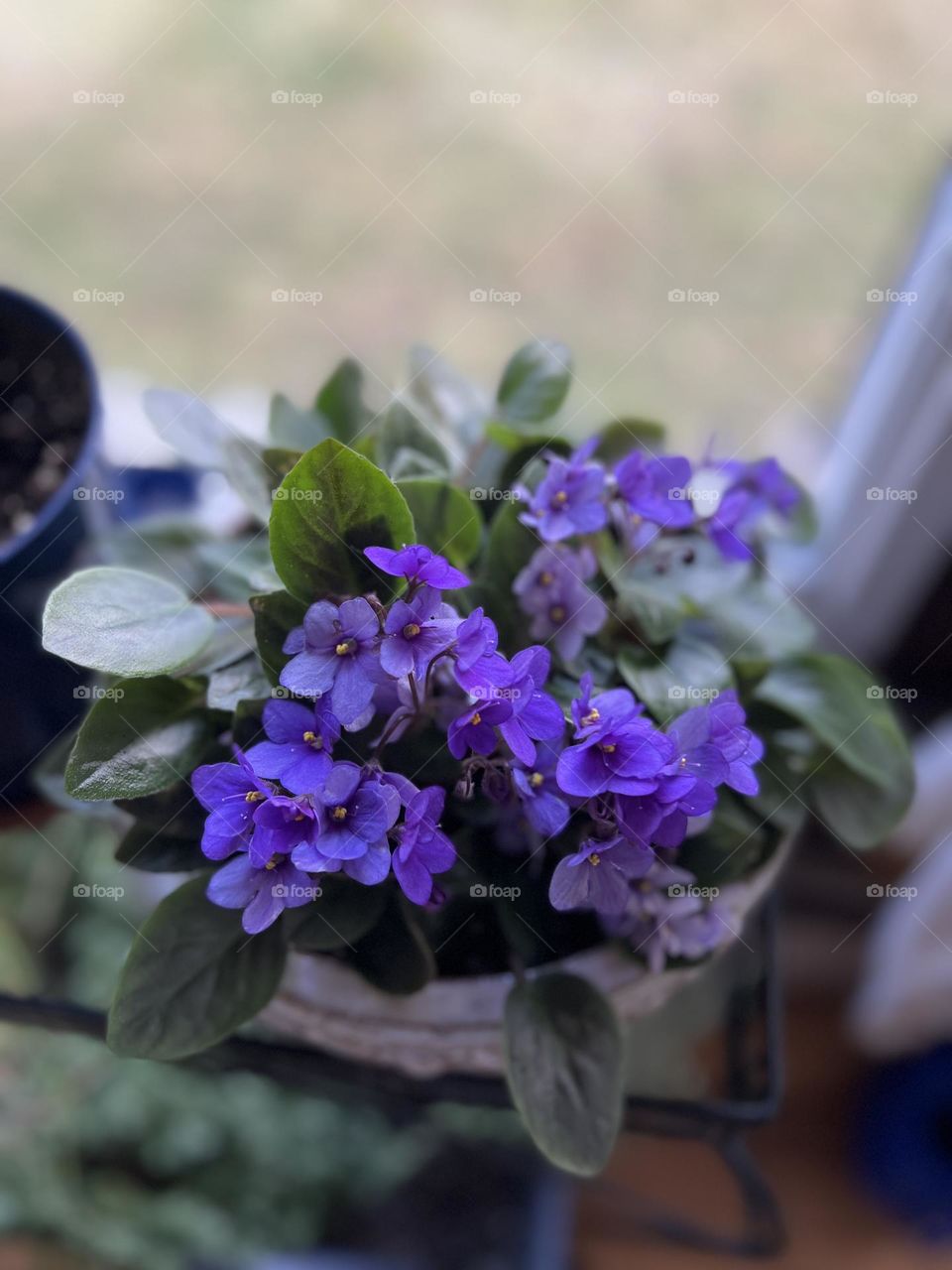 Photo of African Violets