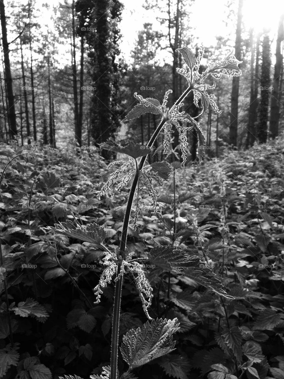 Forest nettle 