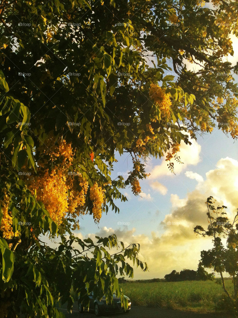 Yellow blossomed tree at sunset in Mauritius.