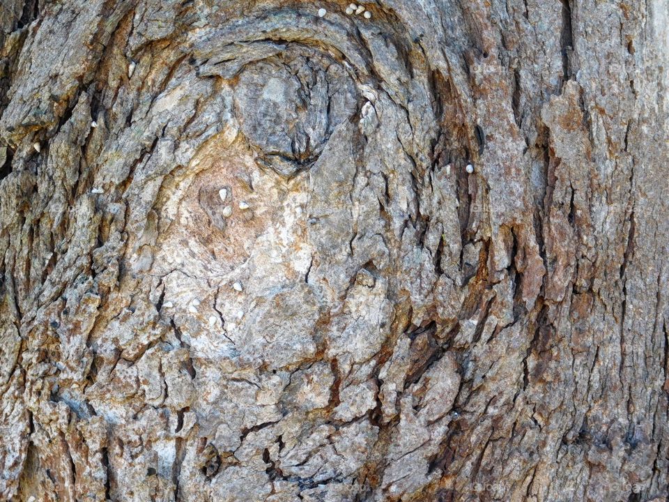 tree trunk texture