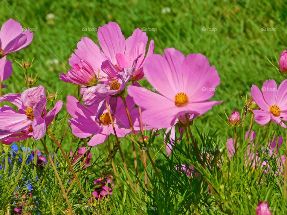 Life is grand - The meadow was a glorious expanse of grass and pink meadow flowers, grass rustling gently in the breeze. 