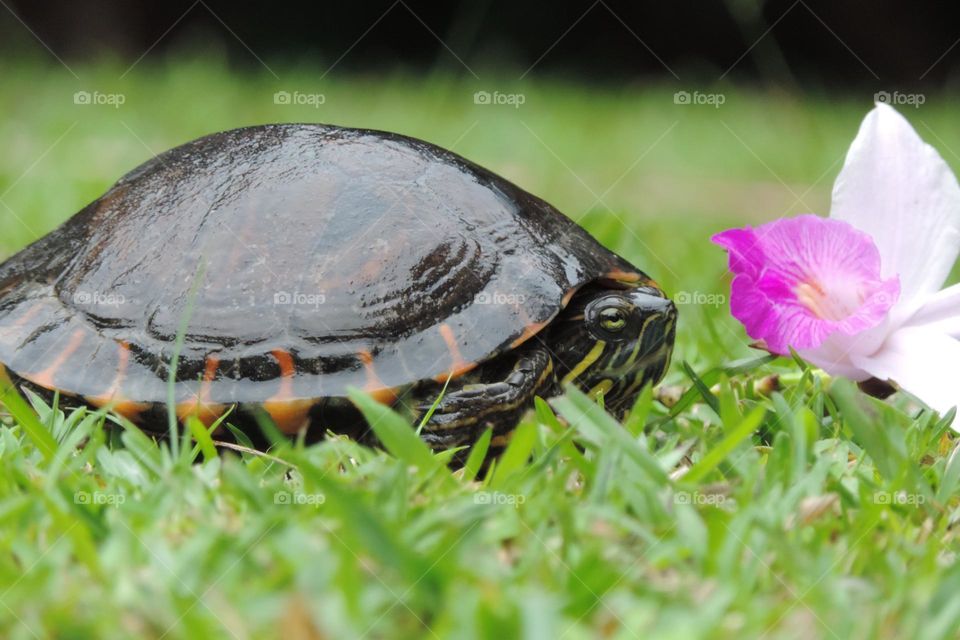 The turtle Donna, outdoors