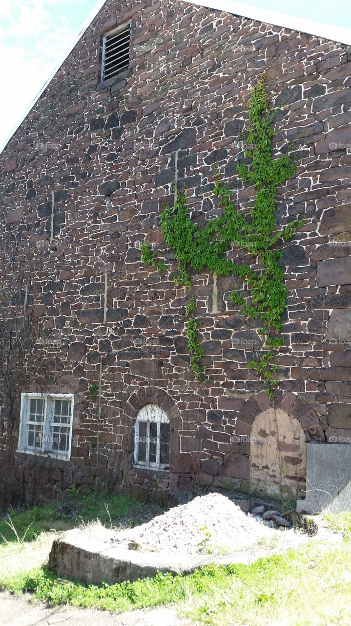 Ivy on stone building