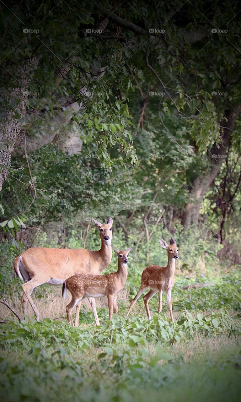 A doe and her twins take refuge under the trees at The Hermitage in Old Hickory, Tennessee 