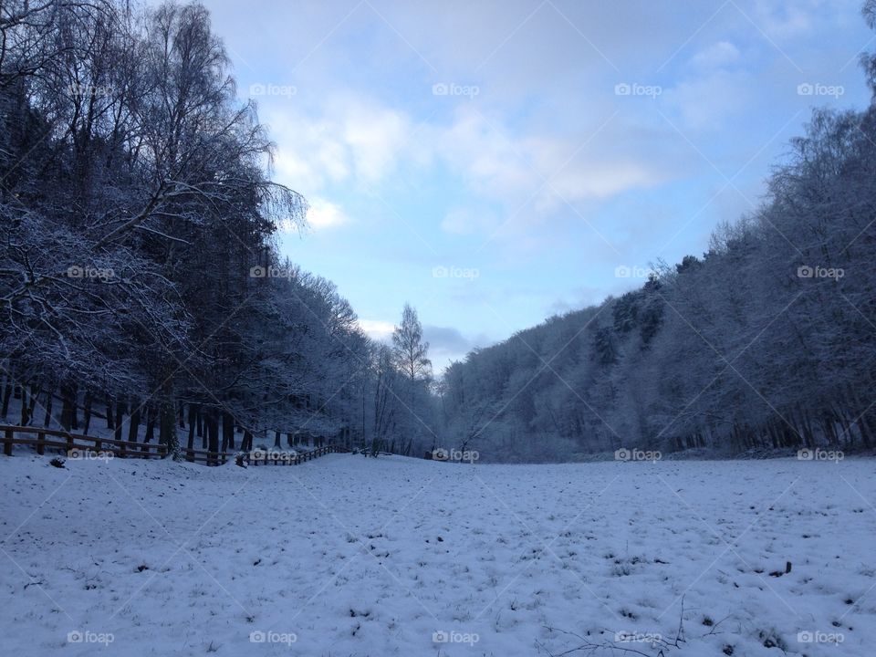 Snow, Winter, Cold, Frost, Tree