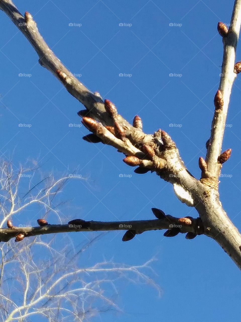 buds on a tree branch
