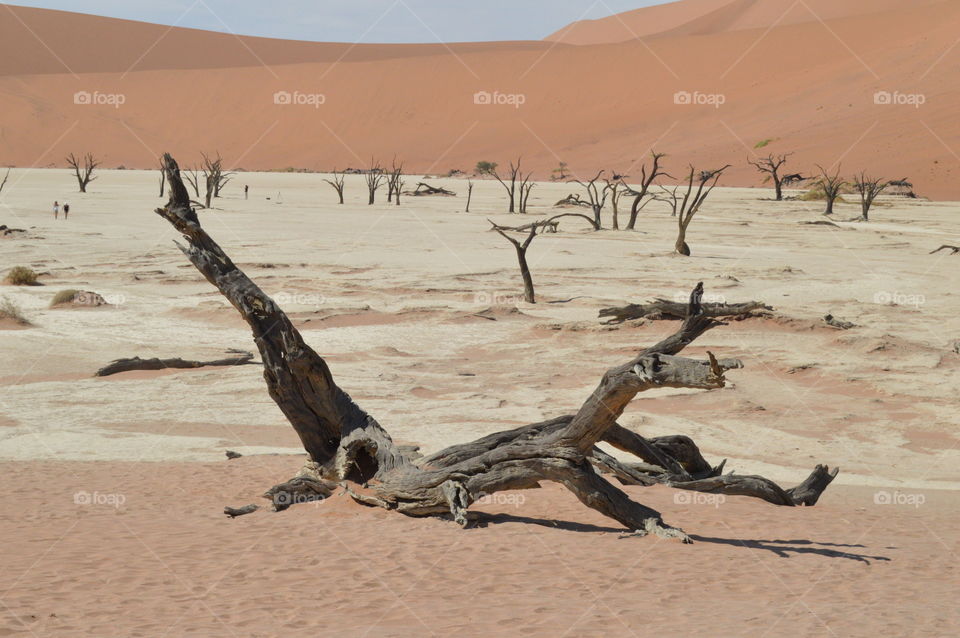 Died Vlei Desert