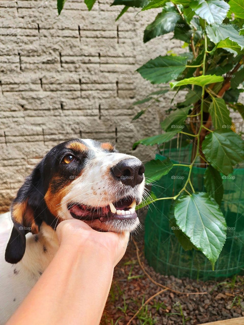 The dog is the most adorable pet, it brings with it the greatest amount of love and affection that we can have!