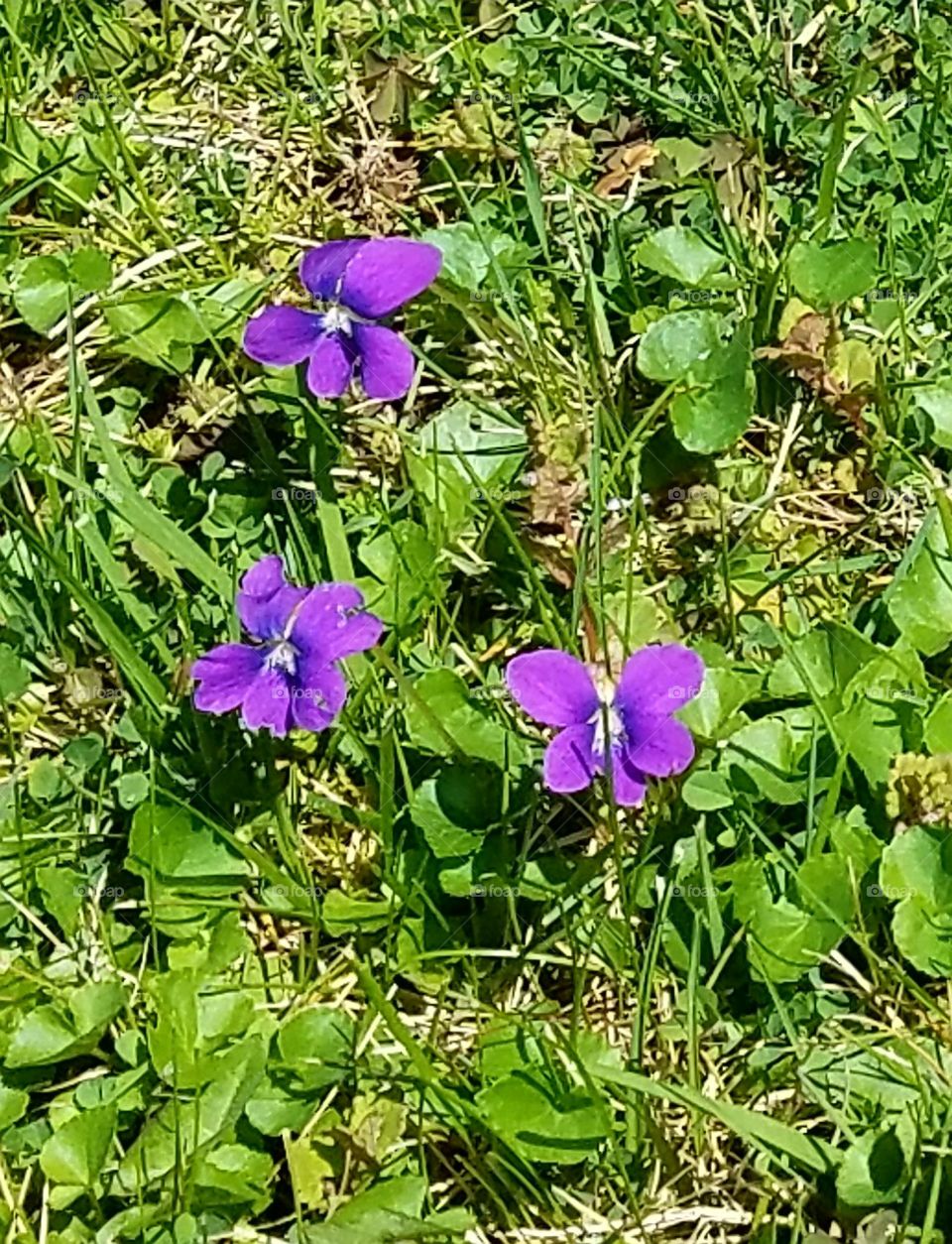 violets