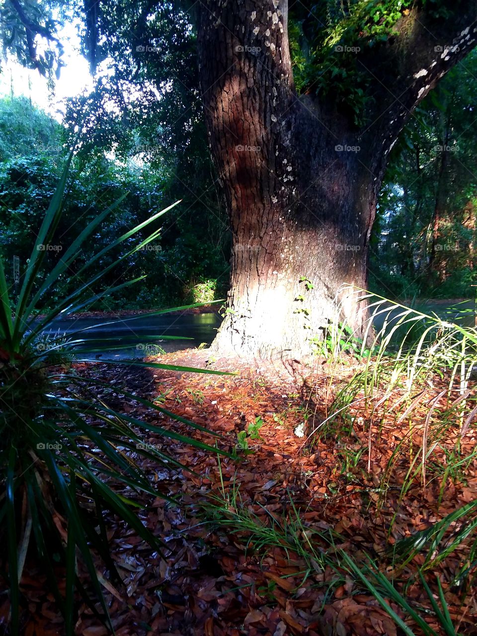 sun low in the sky shines brightly on live oak tree and palm leaves in the garden