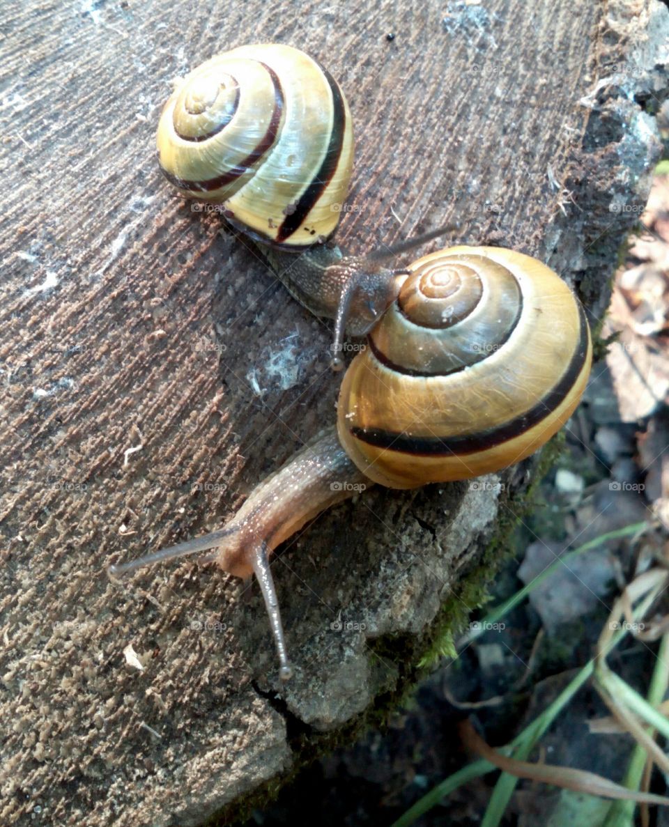 snails