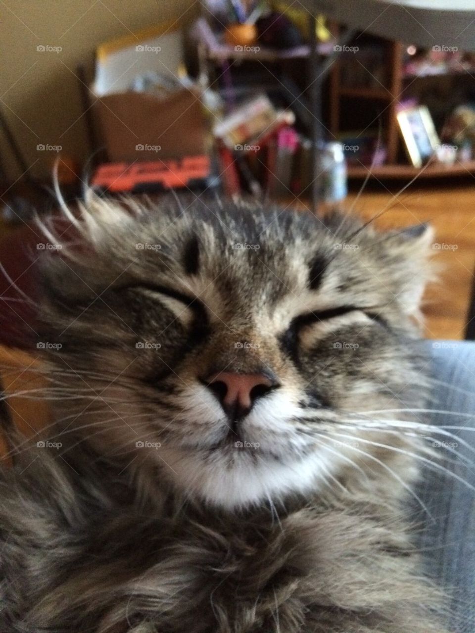 Cat's selfie in the sleep