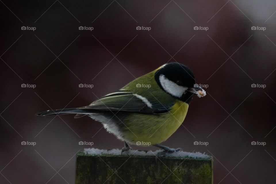 A bird holding a frosty seed