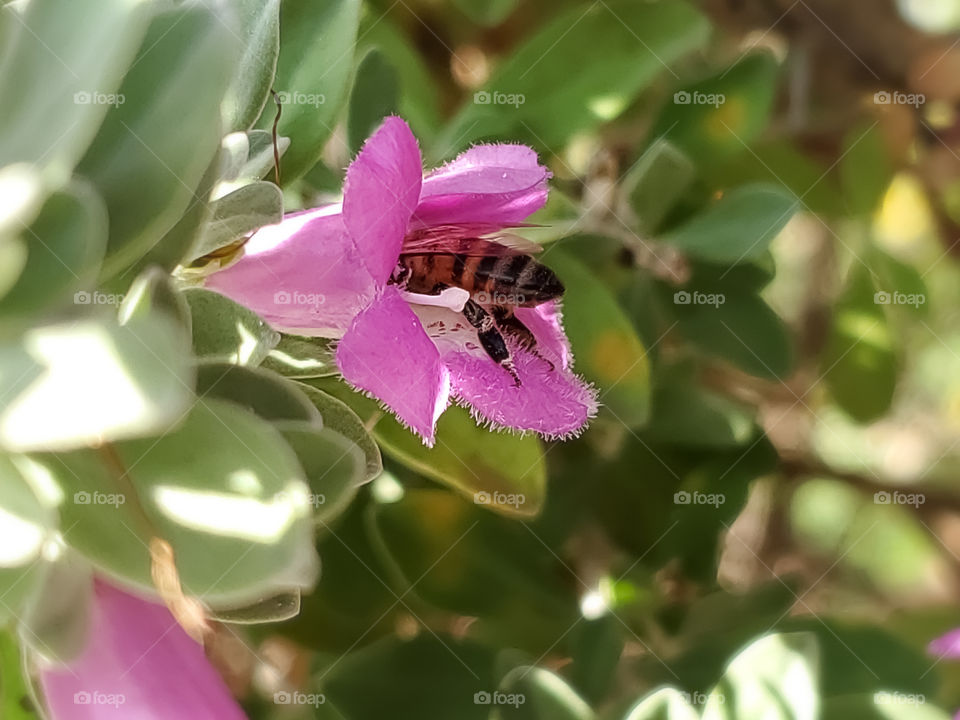 Close up of a honeybee partially inside of a pink cenizo flower while pollinating.