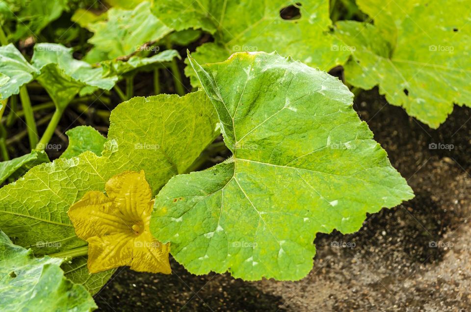 Pumpkin Blossom And Leaves