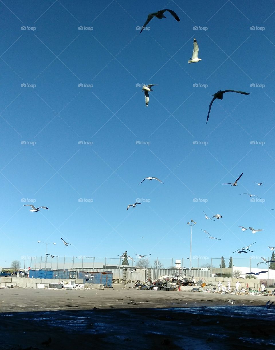 Flight, Flying, Sky, Air, Bird