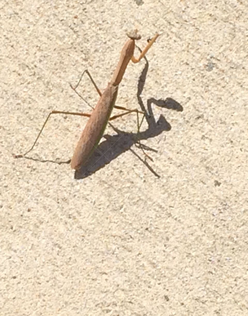 Preying Mantis 