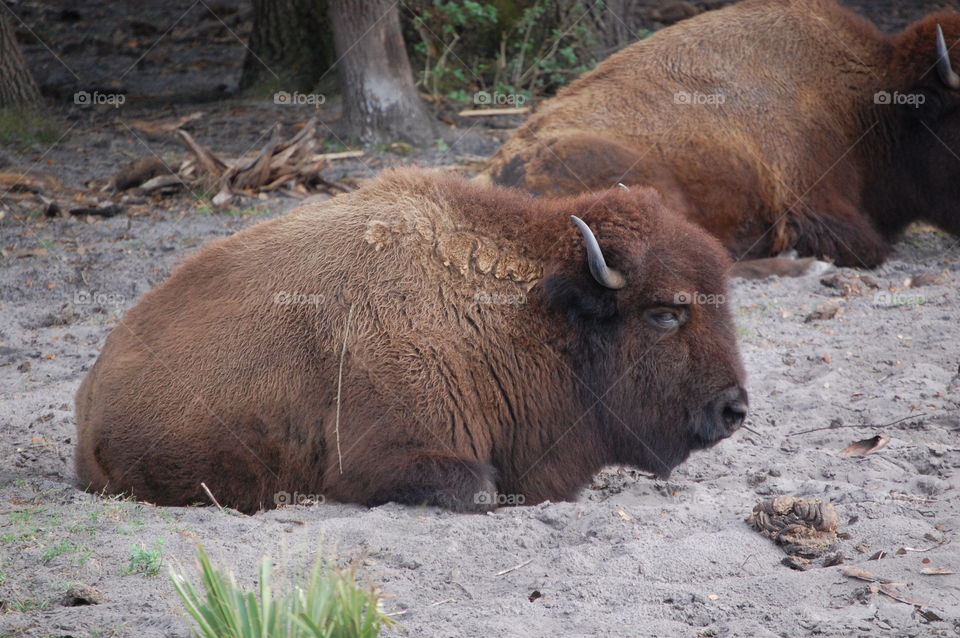 bison