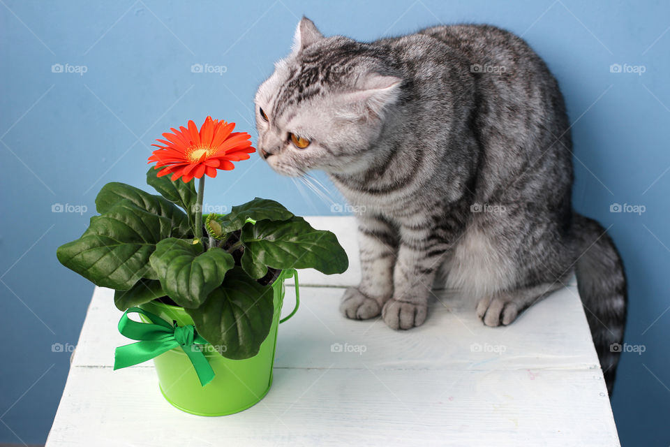 Scottish cat sitting and smelling a flower on a white table