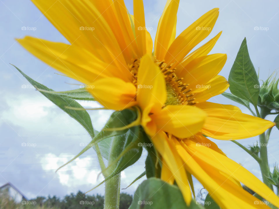 Side View of Sunflower