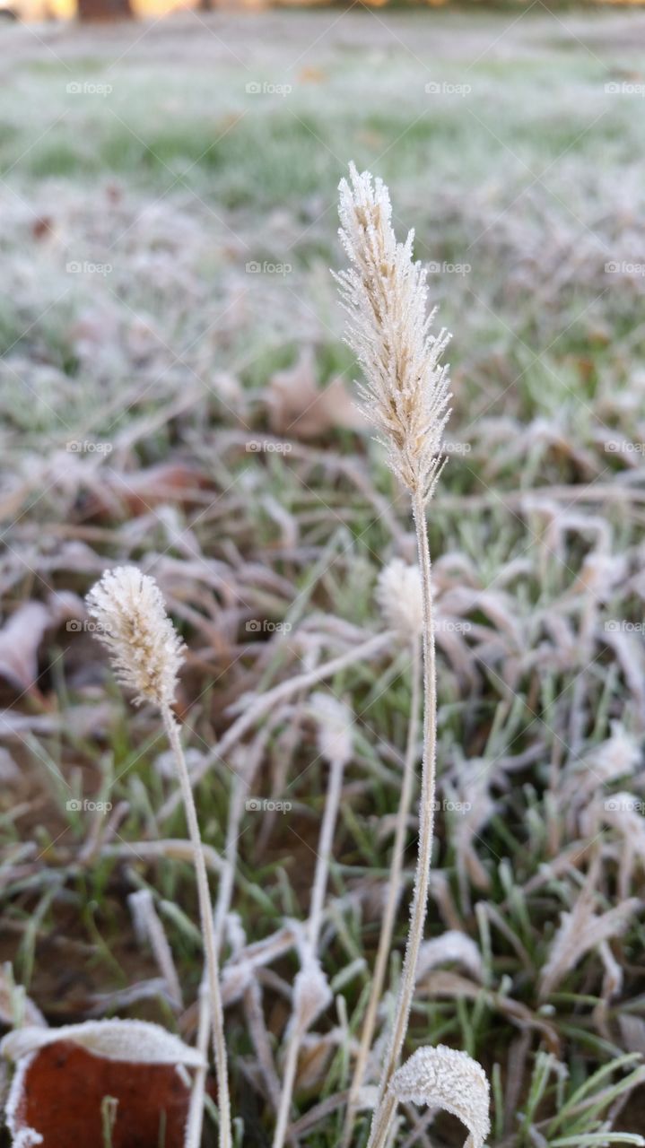 Frost on grass