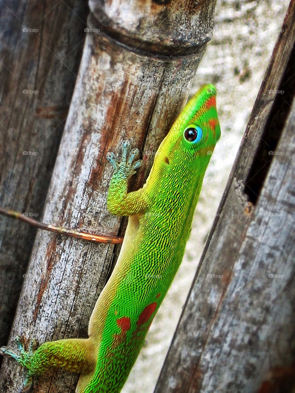 COLORFUL GECKO