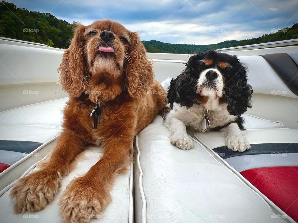 Two cute senior Cavalier dog sitting on a boat 