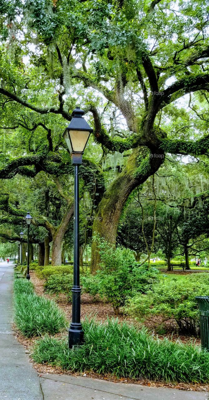 Trees and Light Post