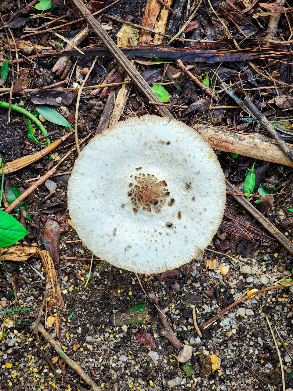 hat mushroom