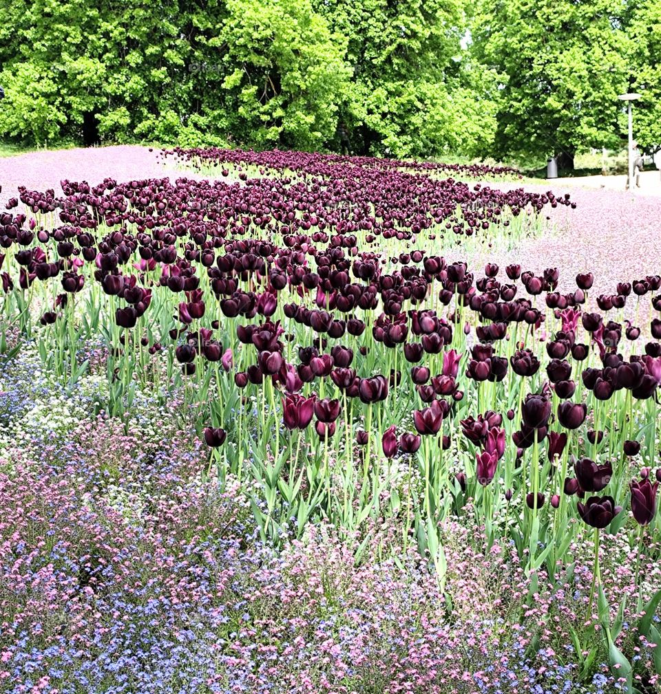 Lots and lots of my favorite tulips