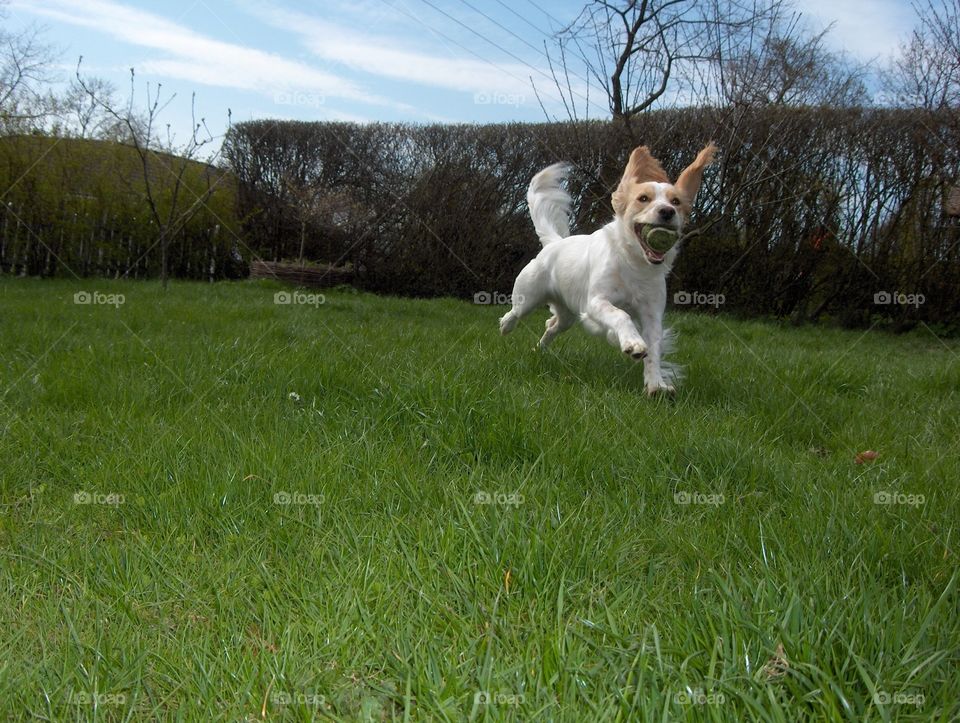 Dog jumping 