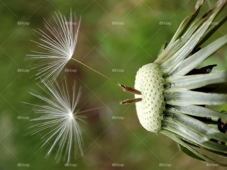 Dandelion3