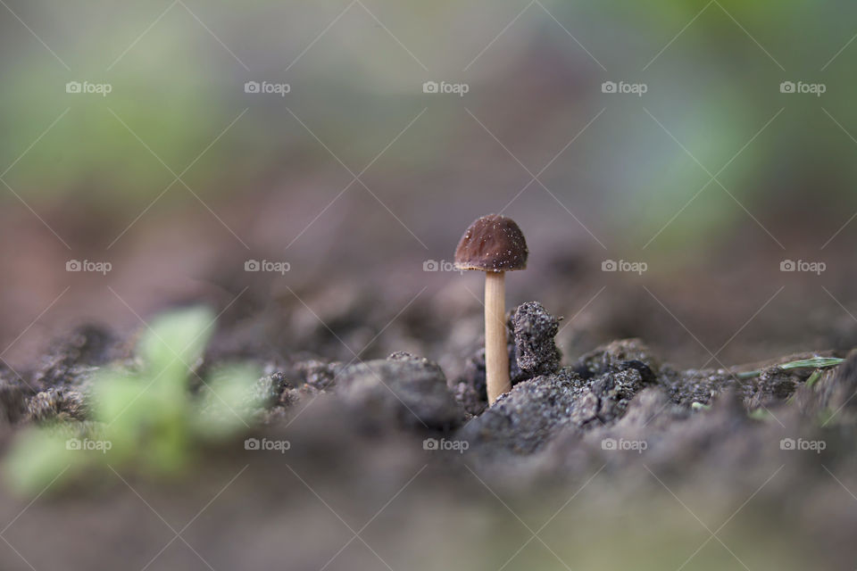 Tiny fungus 